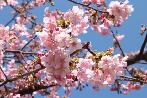 市川市 妙典河津桜 花見 桜