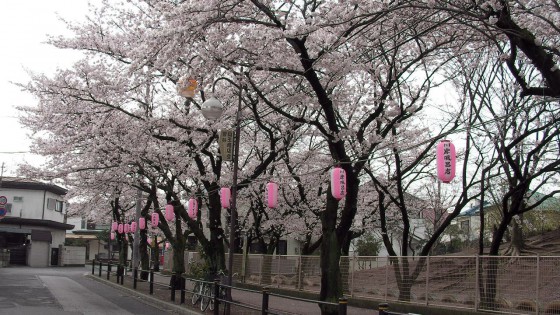 市川市 曽谷小 花見　桜