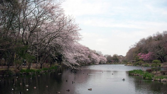 市川市 じゅん菜池公園 花見 桜