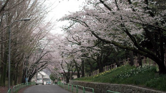 市川市 須和田公園 花見 桜