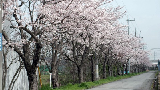 市川市 国分川用水路 花見 桜