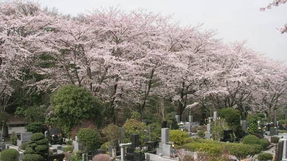 市川市 市川市営霊園 花見 桜