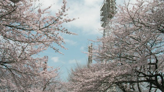 市川市 国府台公園 花見 桜