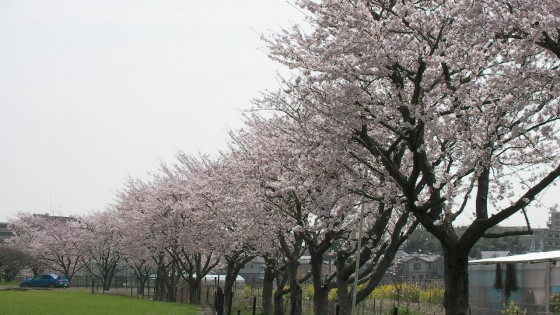 市川市 市川東高等学校 花見 桜