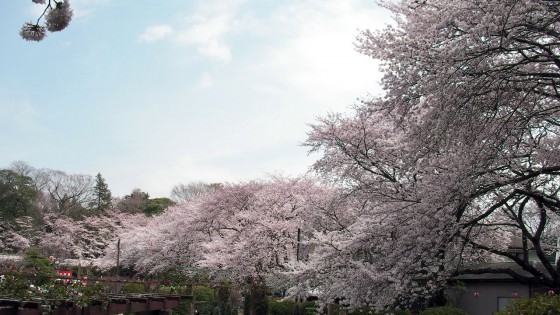 里見公園 桜 花見