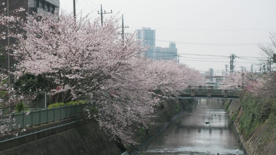 市川市 大柏川 花見 桜