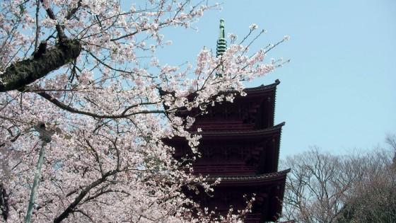 市川市 中山法華経寺 花見 桜