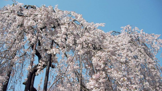 市川市 真間山弘法寺 花見 桜