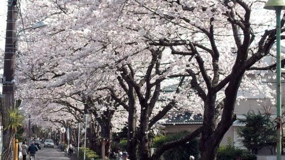 市川市 桜土手 花見 桜