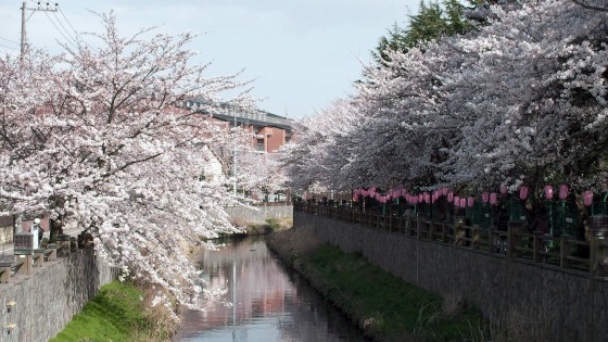 市川市 真間川・昭和学院 花見 桜