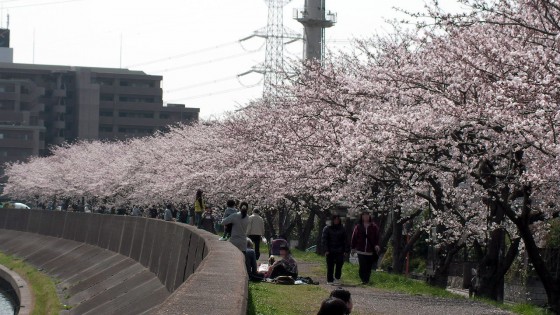 市川市 猫実川 花見 桜