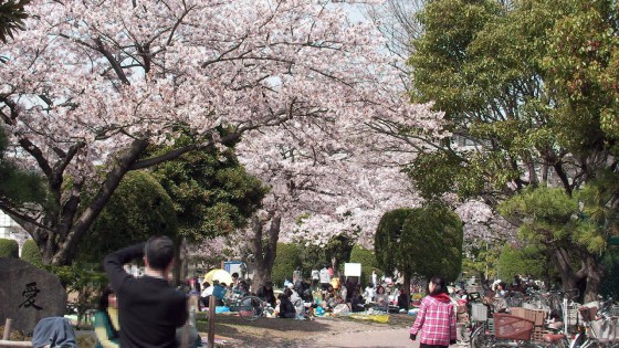 市川市 行徳駅前公園 花見 桜