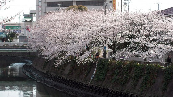 市川市 真間川・市川市消防局 花見 桜