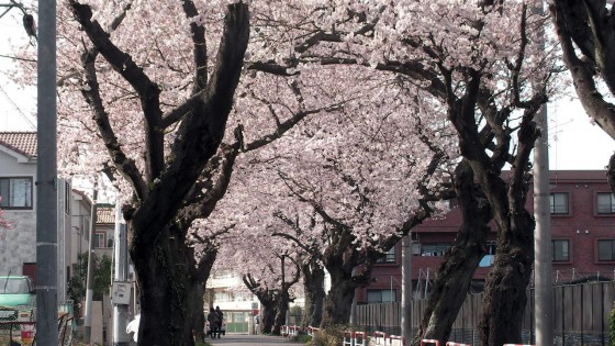 市川市 第三中学校 花見 桜