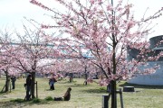 市川市 妙典河津桜 花見 桜