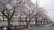 市川市 曽谷小 花見　桜