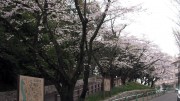 市川市 須和田公園 花見 桜