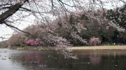 市川市 じゅん菜池公園 花見 桜