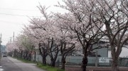 市川市 国分川用水路 花見 桜