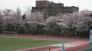 市川市 国府台公園 花見 桜