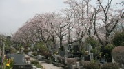 市川市 市川市営霊園 花見 桜