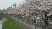 市川市 大柏川 花見 桜