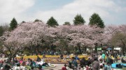 里見公園 桜 花見