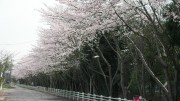 市川市 市川東高等学校 花見 桜