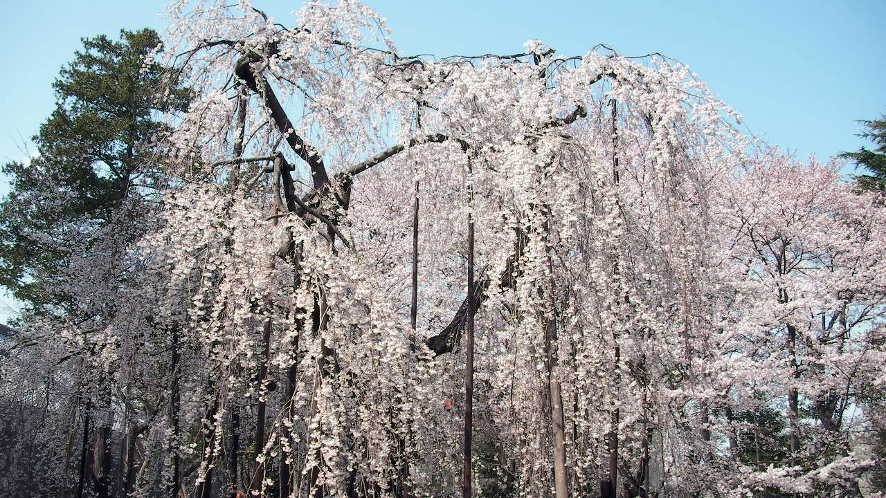 市川市 真間山 弘法寺 花見 桜