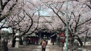 市川市 中山法華経寺 花見 桜