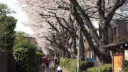 市川市 桜土手 花見 桜