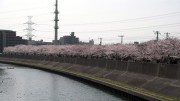 市川市 猫実川 花見 桜