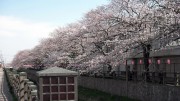 市川市 真間川・昭和学院 花見 桜