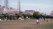 市川市 行徳駅前公園 花見 桜