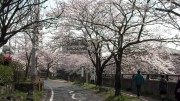 市川市 真間川・市川市消防局 花見 桜