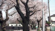 市川市 第三中学校 花見 桜