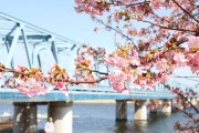 市川市 妙典河津桜 花見 桜