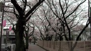 市川市 曽谷小 花見　桜