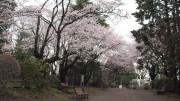 市川市 須和田公園 花見 桜