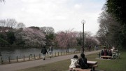 市川市 じゅん菜池公園 花見 桜