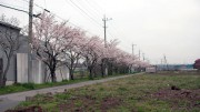 市川市 国分川用水路 花見 桜