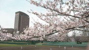 市川市 国府台公園 花見 桜