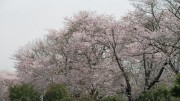 市川市 市川市営霊園 花見 桜