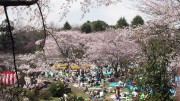 里見公園 桜 花見