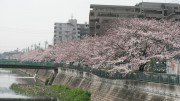 市川市 大柏川 花見 桜