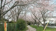 市川市 市川東高等学校 花見 桜