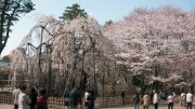 市川市 真間山弘法寺 花見 桜