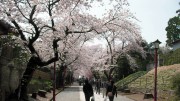 市川市 中山法華経寺 花見 桜