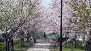 市川市 中江川 花見 桜