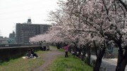 市川市 猫実川 花見 桜